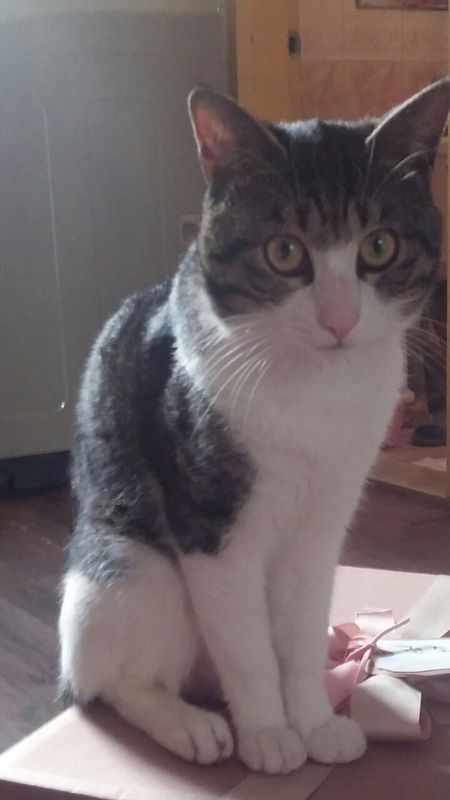 우리 고양이 넨네찾아요 4번째 사진