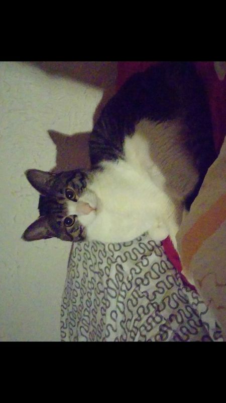 우리 고양이 넨네찾아요