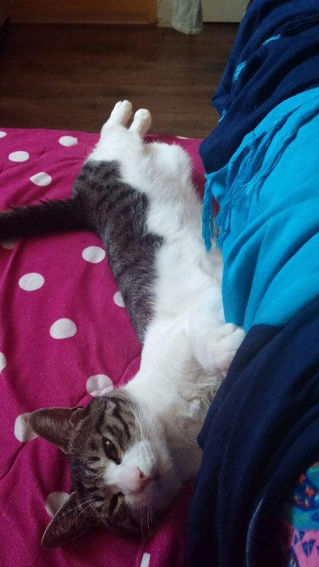 우리 고양이 넨네찾아요 3번째 사진