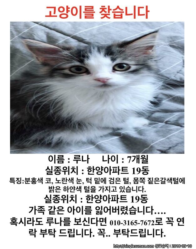 잃어버린 루나(고양이)를 찾습니다.. (안산 본오동)