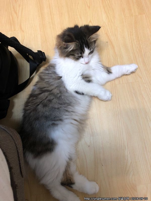 잃어버린 루나(고양이)를 찾습니다.. (안산 본오동) 2번째 사진