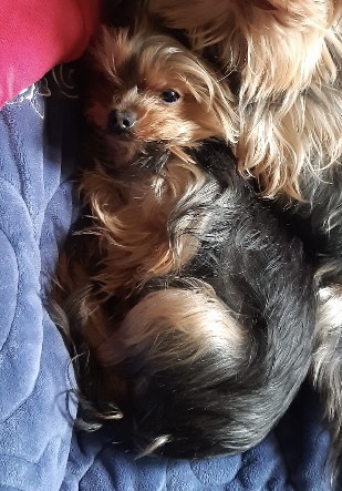 유기견보호센터 강아지보호소 고양이보호소 - 펫찾기 18번째 사진