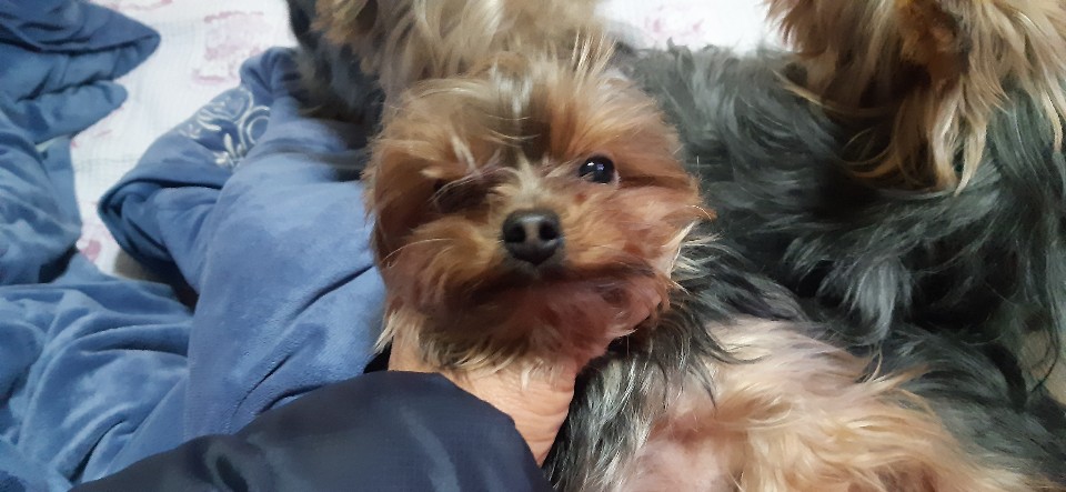 유기견보호센터 강아지보호소 고양이보호소 - 펫찾기 17번째 사진