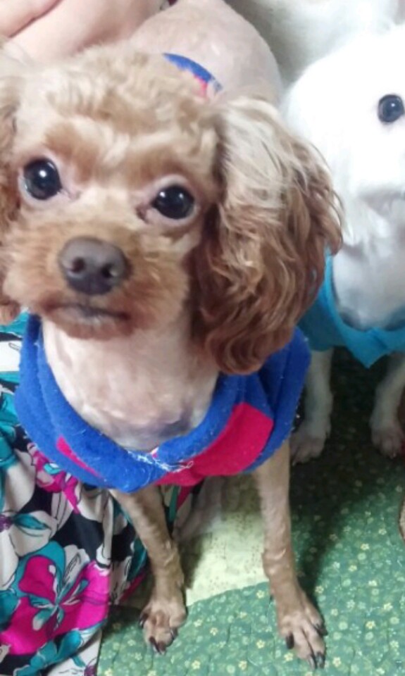 강아지 찾습니다. 초코색 푸들입니다. - 강아지 찾아요 - 유기견 보호 센터 - 이미지 1