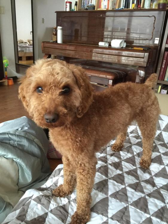 포천 카페촌 직동리  갈색 푸들!!애타게 찾습니다.