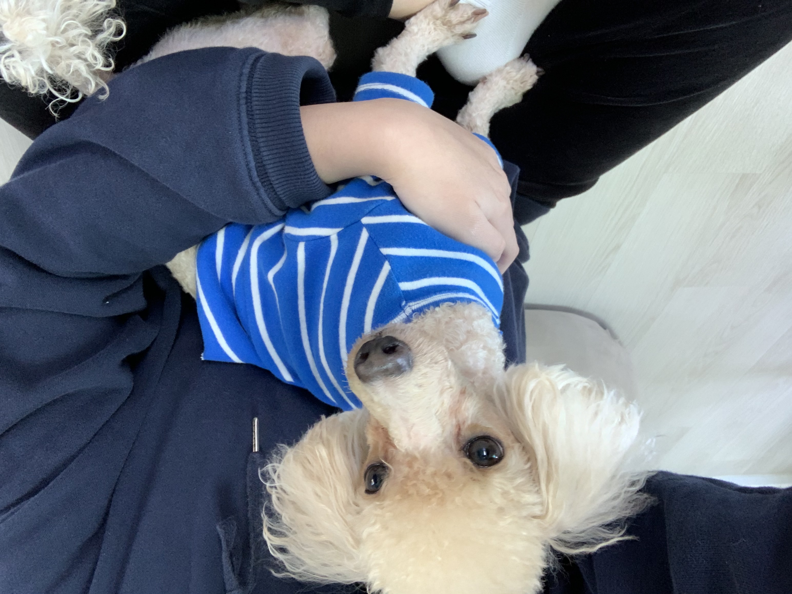 유기견보호센터 강아지보호소 고양이보호소 - 펫찾기 5번째 사진