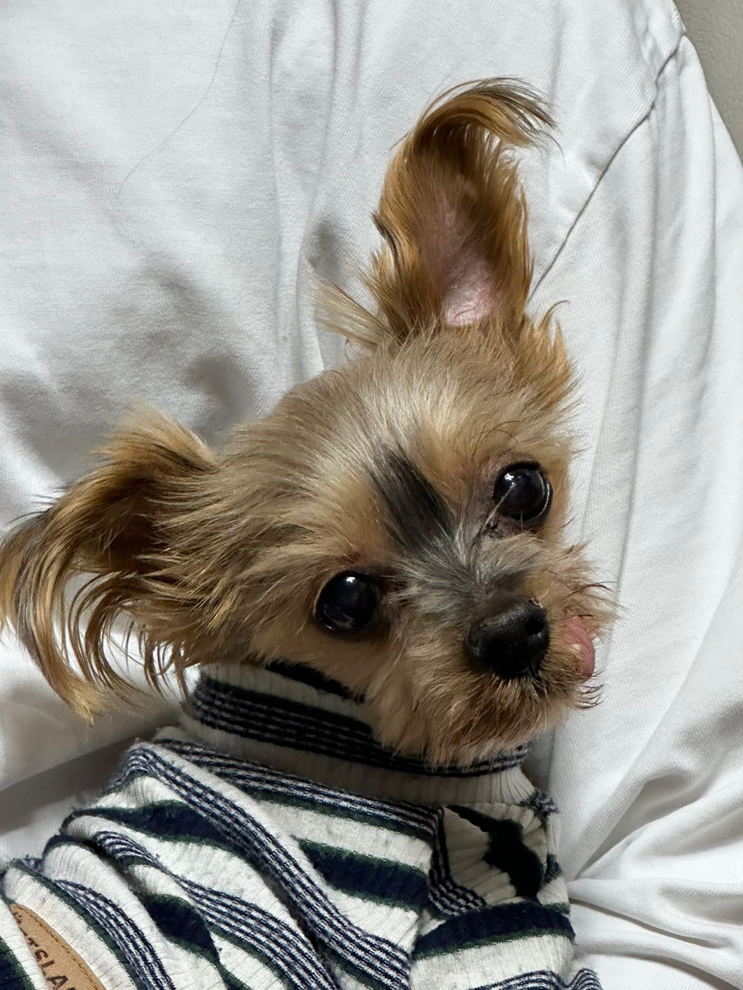 유기견보호센터 강아지보호소 고양이보호소 - 펫찾기 36번째 사진