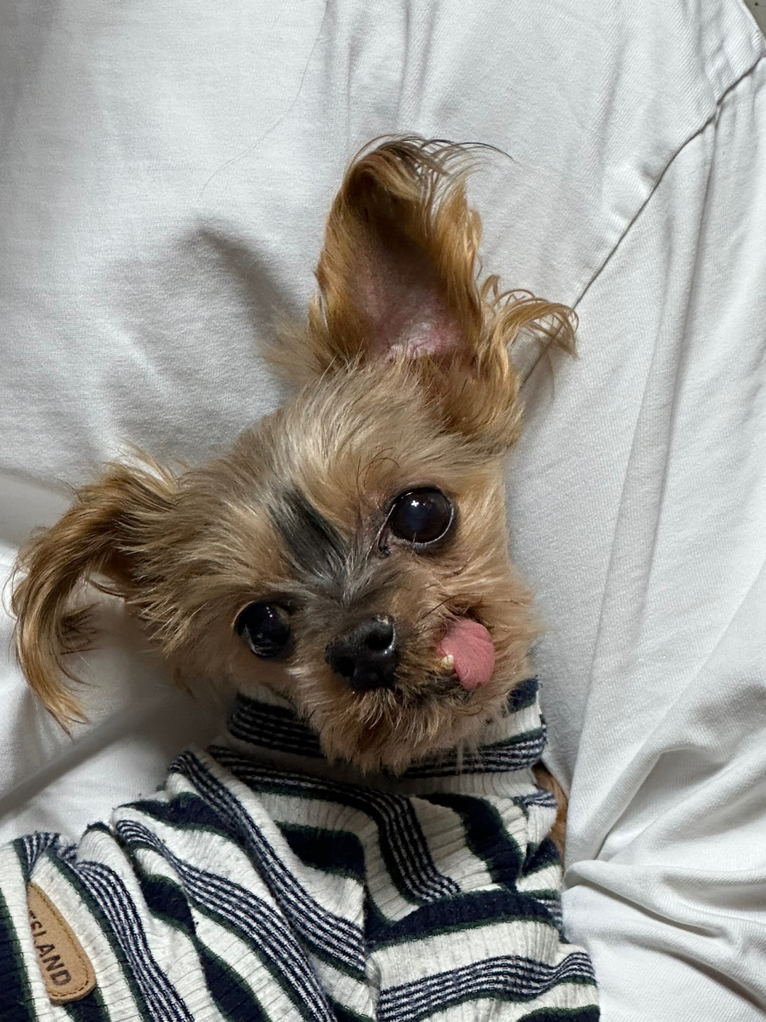 유기견보호센터 강아지보호소 고양이보호소 - 펫찾기 37번째 사진