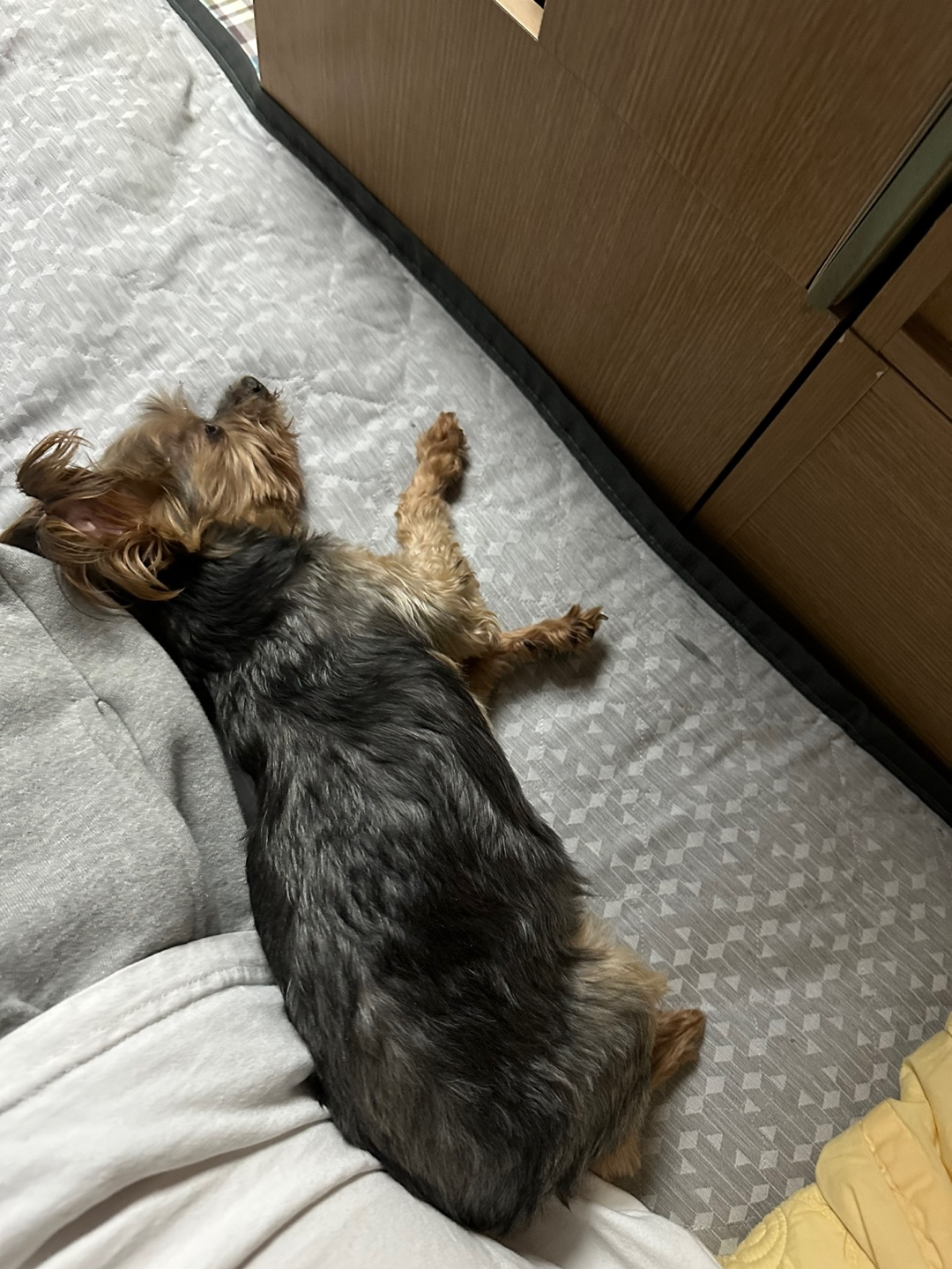 유기견보호센터 강아지보호소 고양이보호소 - 펫찾기 38번째 사진