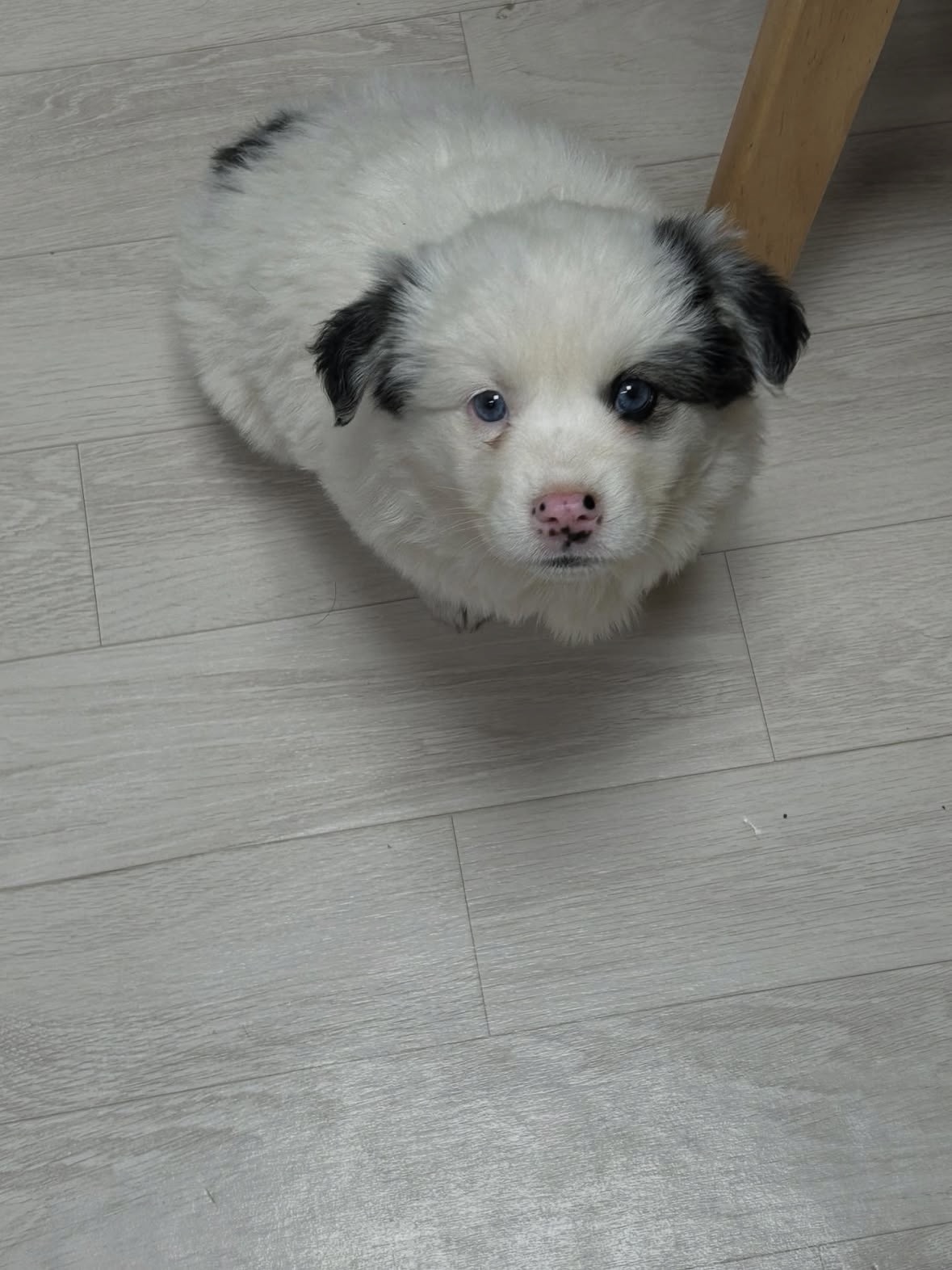 강화도 보더콜리 믹스 찾아요