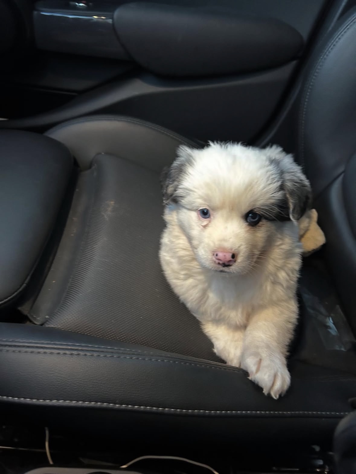 강화도 보더콜리 믹스 찾아요