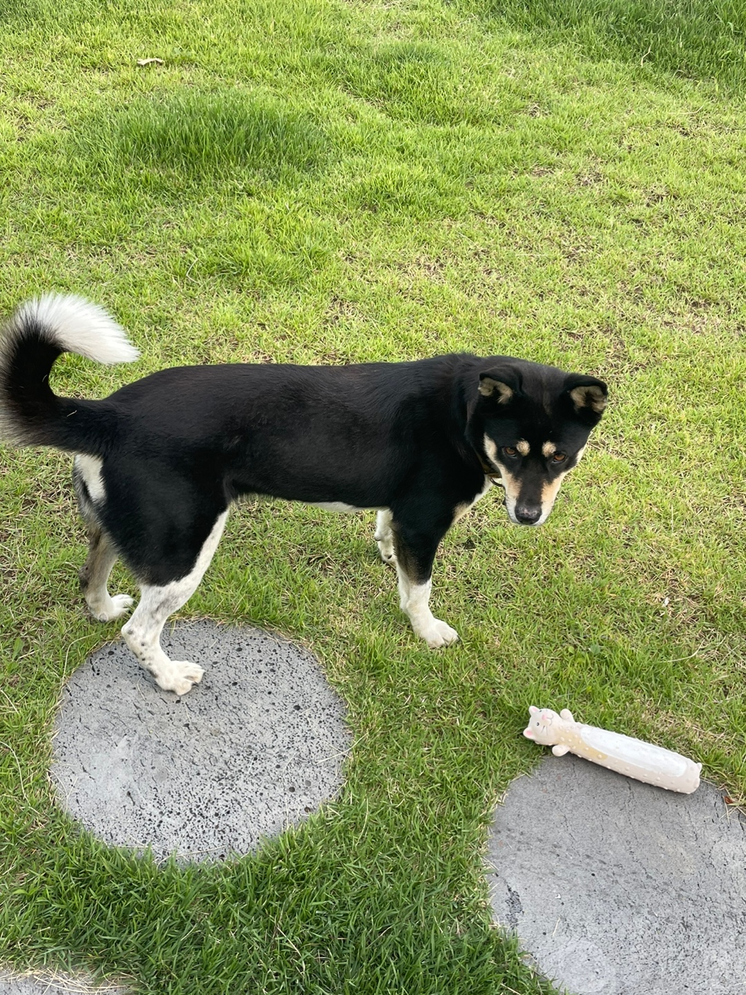 유기견보호센터 강아지보호소 고양이보호소 - 펫찾기 25번째 사진