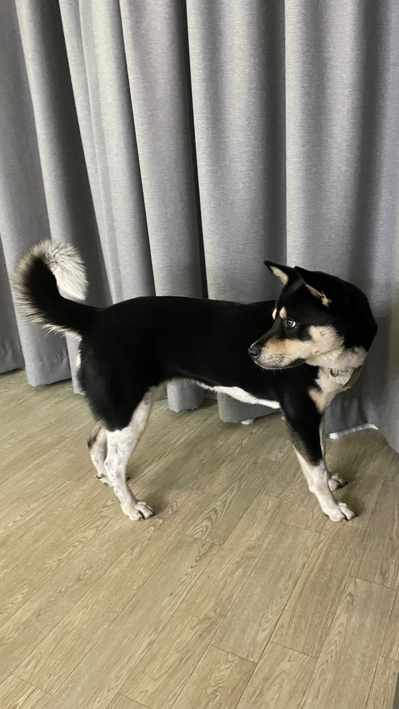 유기견보호센터 강아지보호소 고양이보호소 - 펫찾기 24번째 사진