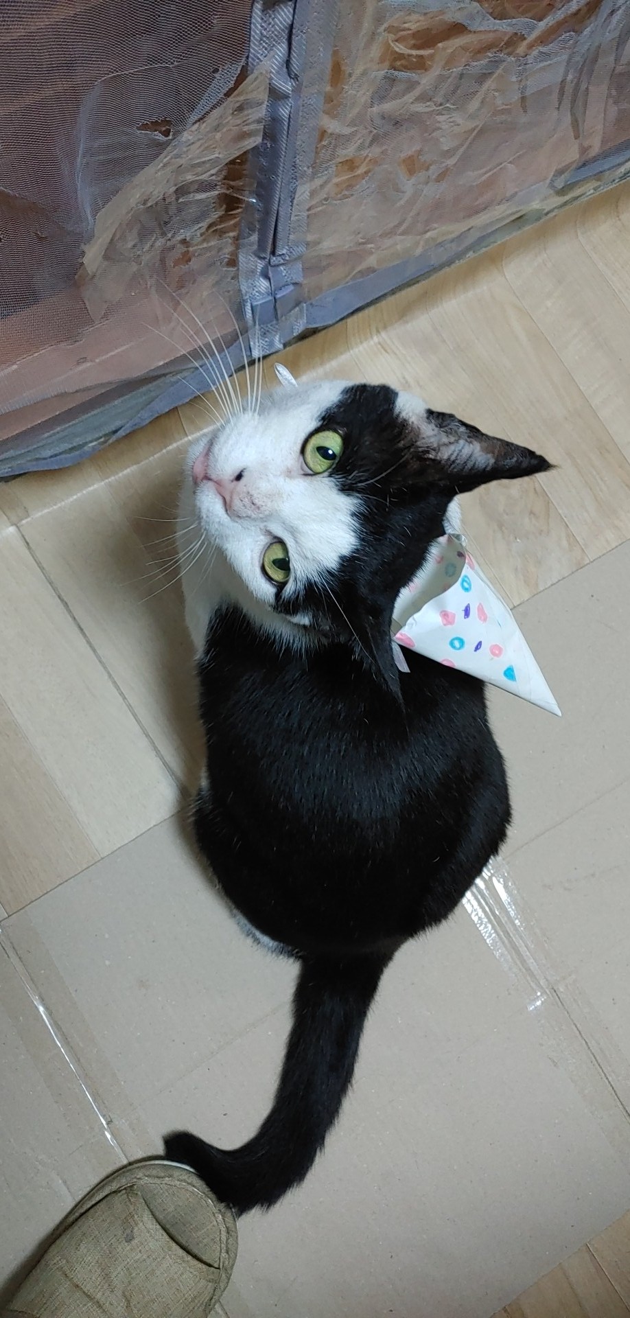 사라진 고양이/missing cat - 고양이 찾아요 - 유기견 보호 센터 - 이미지 1