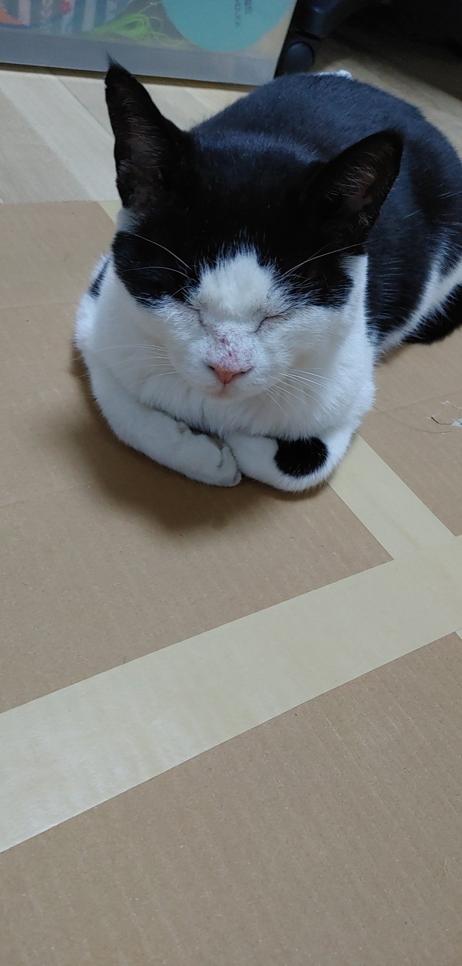 사라진 고양이/missing cat 3번째 사진