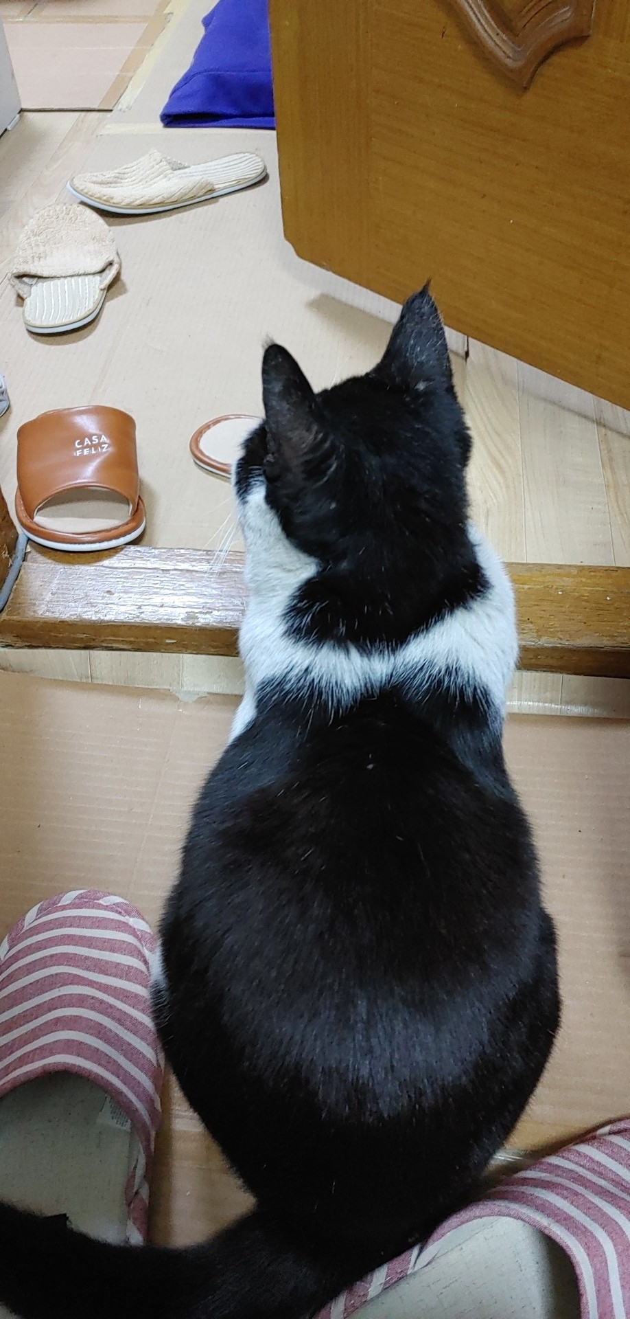 사라진 고양이/missing cat 2번째 사진