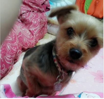 난곡 난우중학교앞에서 짱구를 찾습니다. - 강아지 찾아요 - 유기견 보호 센터 - 이미지 1