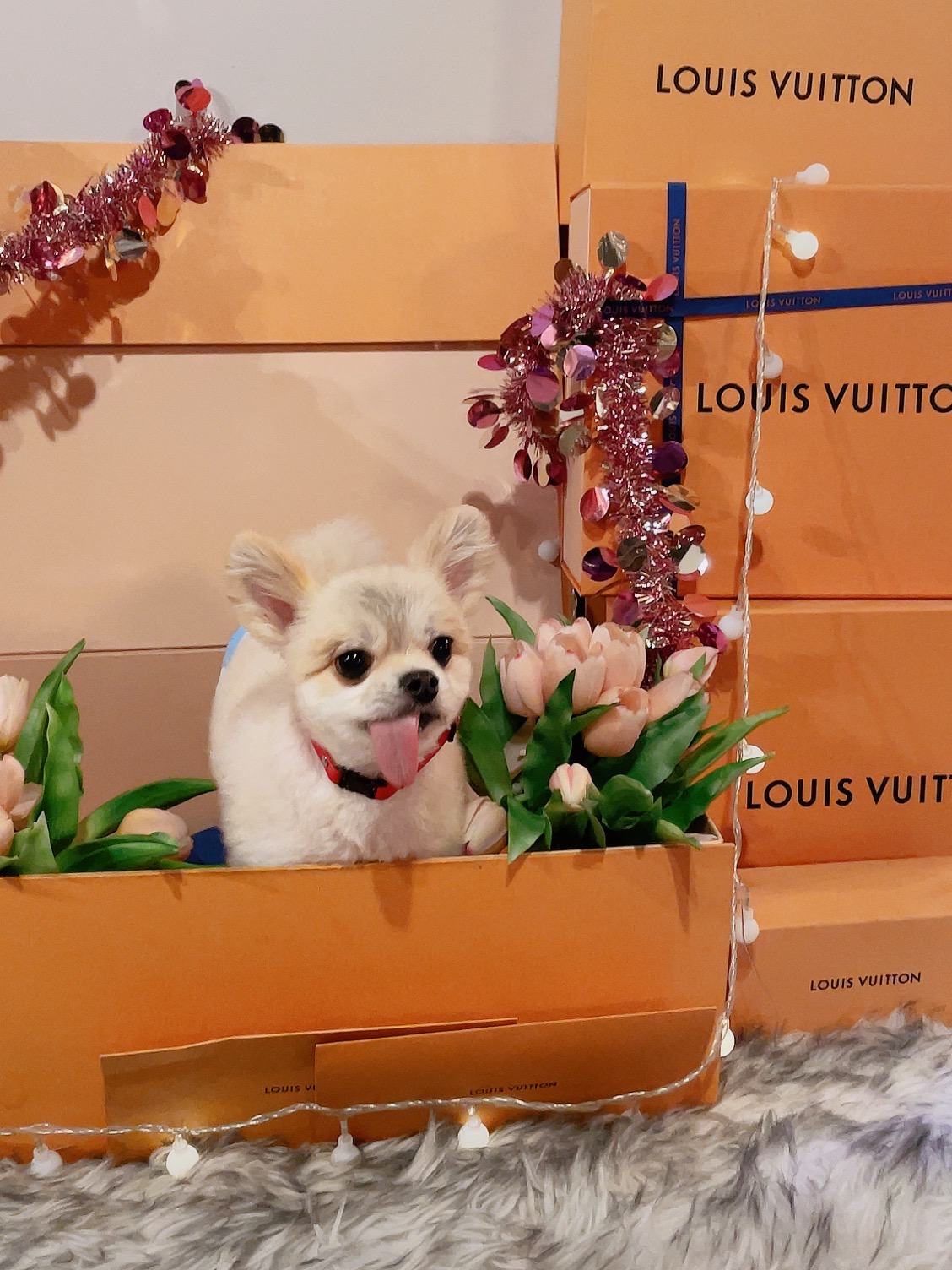 유기견보호센터 강아지보호소 고양이보호소 - 펫찾기 20번째 사진