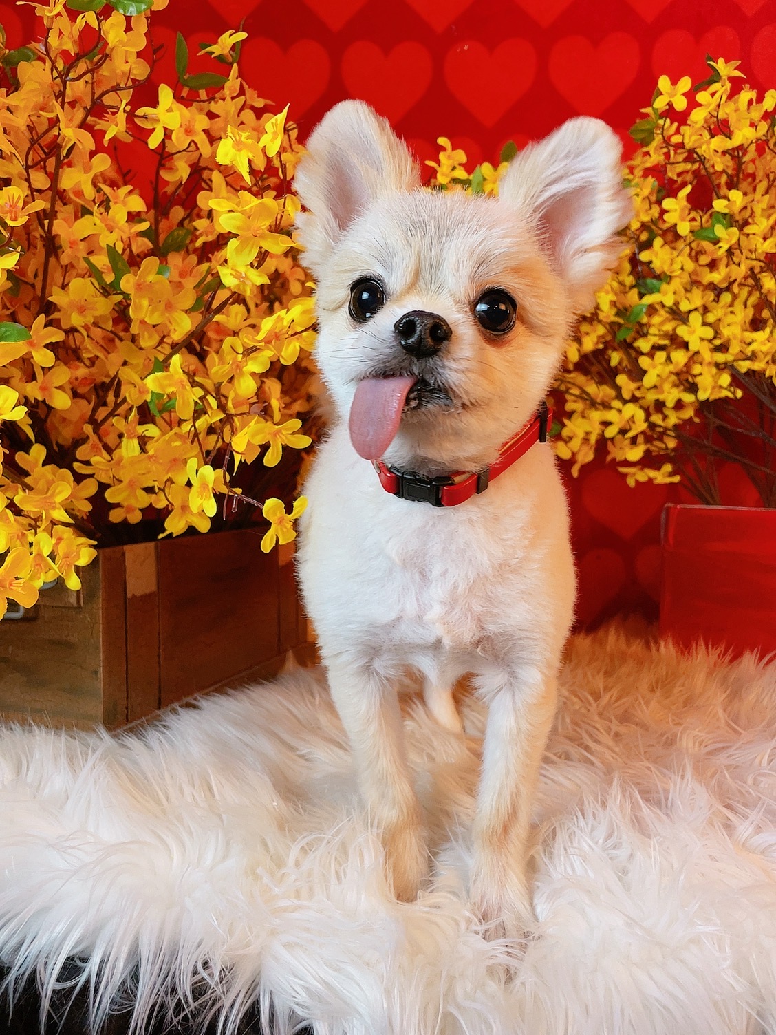 유기견보호센터 강아지보호소 고양이보호소 - 펫찾기 19번째 사진