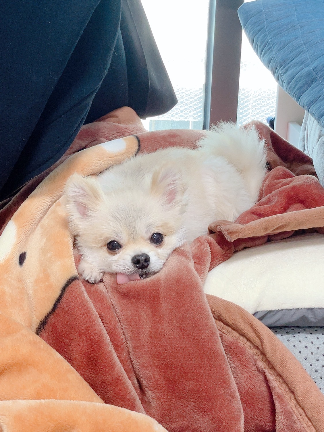 유기견보호센터 강아지보호소 고양이보호소 - 펫찾기 17번째 사진