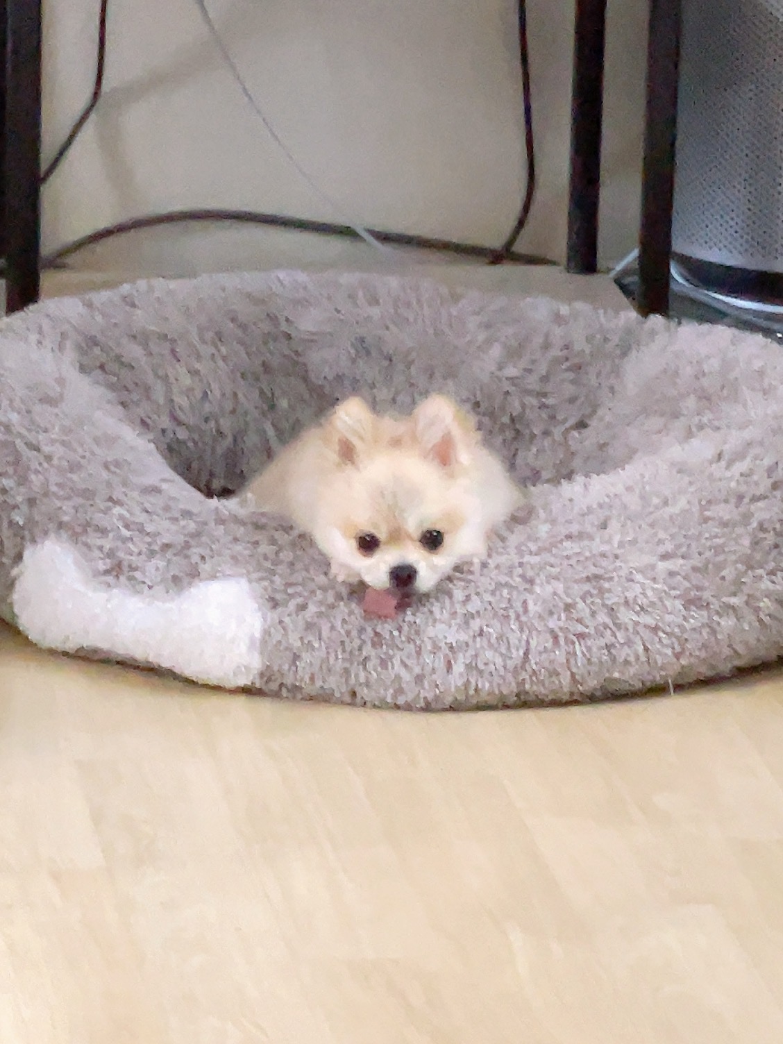 유기견보호센터 강아지보호소 고양이보호소 - 펫찾기 16번째 사진