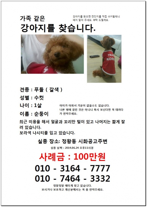 시흥시 정왕동에서 갈색 푸들 보신분요 - 강아지 찾아요 - 유기견 보호 센터 - 이미지 1