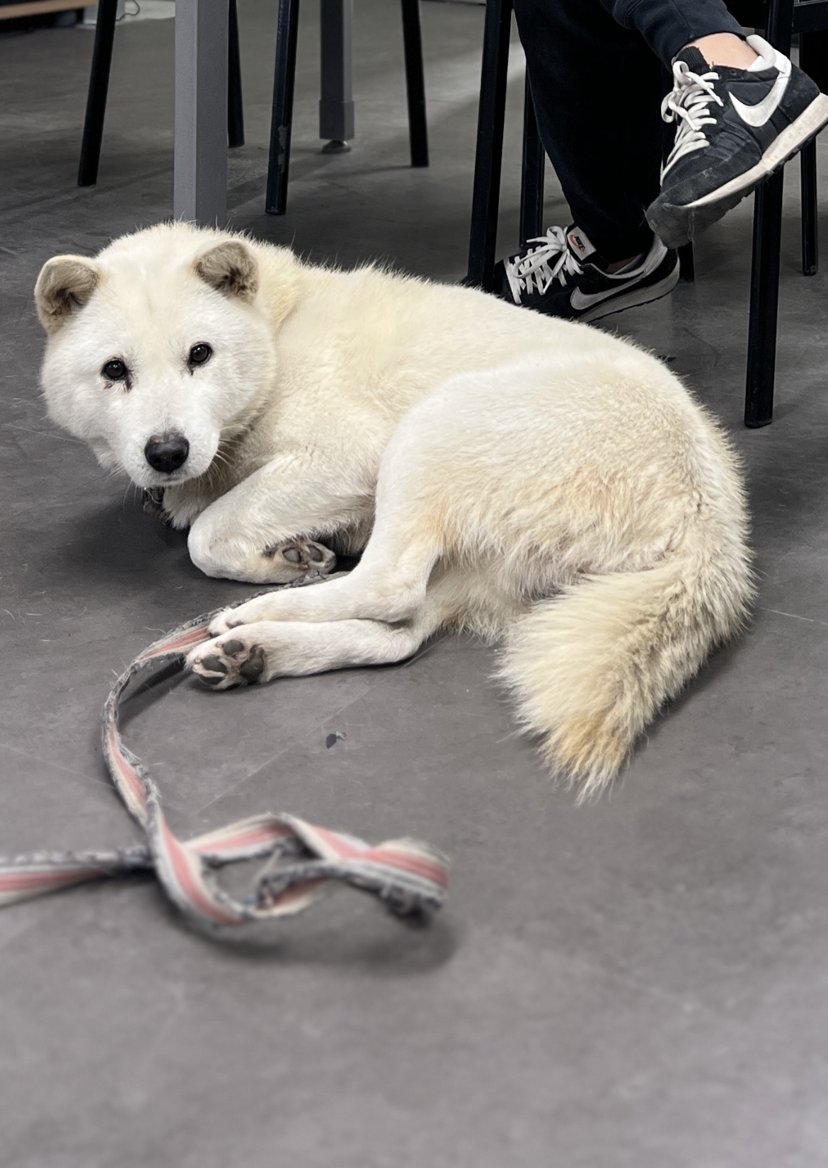 유기견보호센터 강아지보호소 고양이보호소 - 펫찾기 2번째 사진