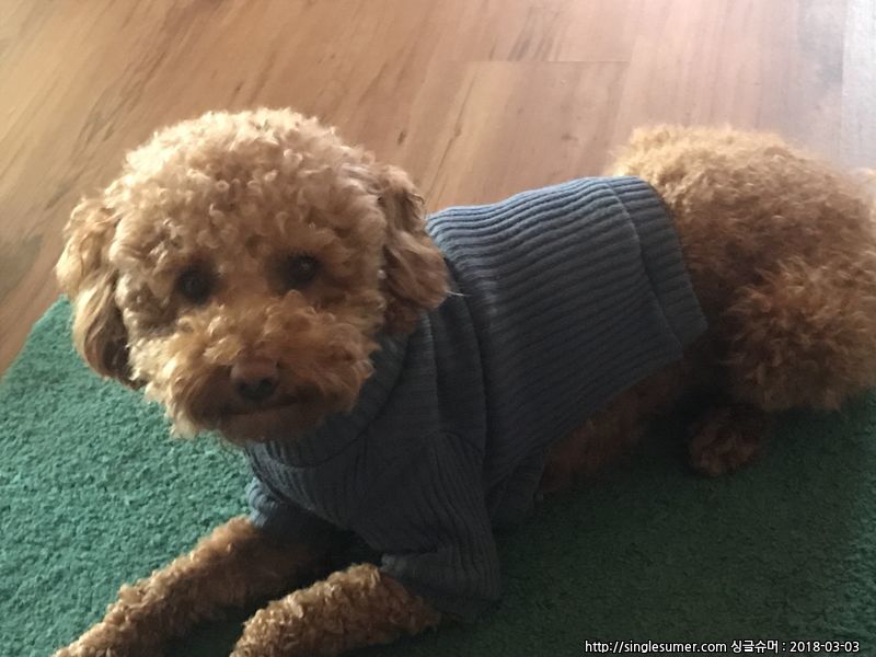 유기견보호센터 강아지보호소 고양이보호소 - 펫찾기 5번째 사진