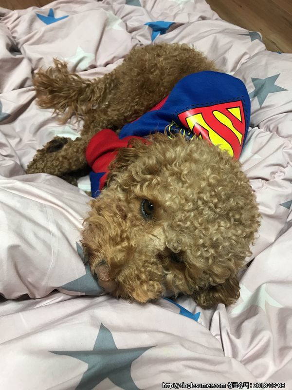 유기견보호센터 강아지보호소 고양이보호소 - 펫찾기 6번째 사진