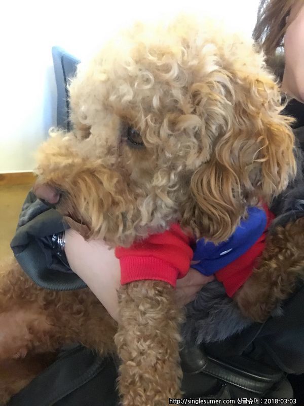 유기견보호센터 강아지보호소 고양이보호소 - 펫찾기 4번째 사진