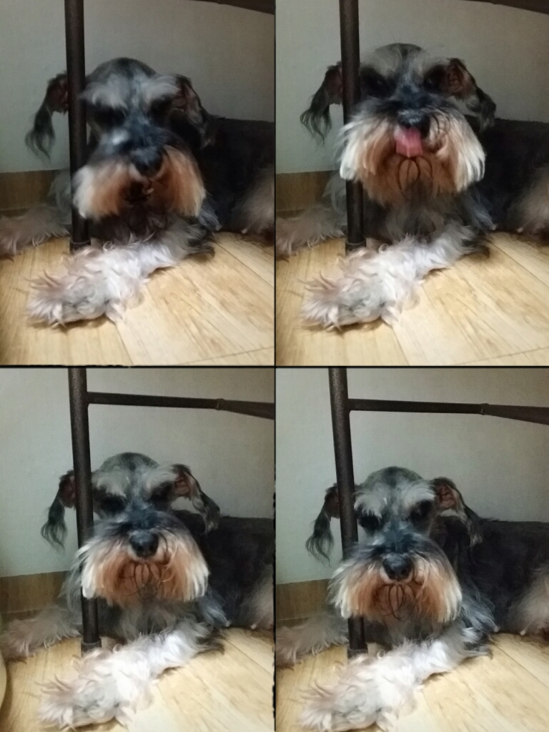 청천동 슈나우져 찾습니다. - 강아지 찾아요 - 유기견 보호 센터 - 이미지 1