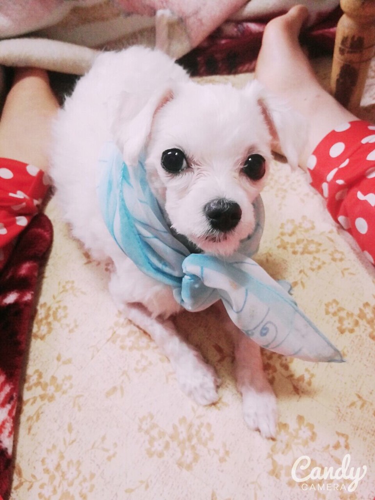 흰둥이를 찾습니다. - 강아지 찾아요 - 유기견 보호 센터 - 이미지 3