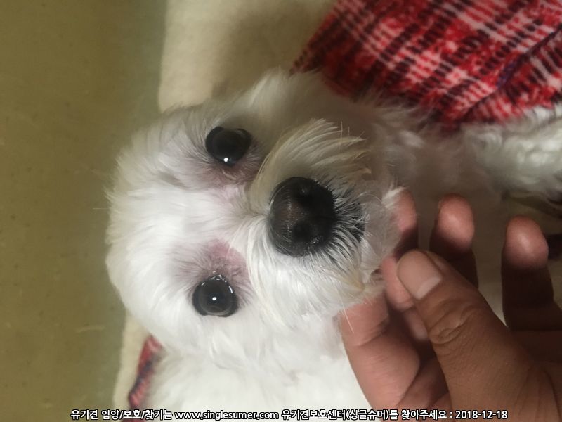 유기견보호센터 강아지보호소 고양이보호소 - 펫찾기 13번째 사진