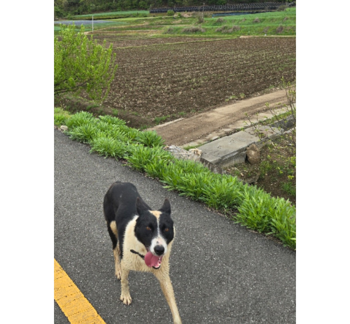 유기견보호센터 강아지보호소 고양이보호소 - 펫찾기 22번째 사진