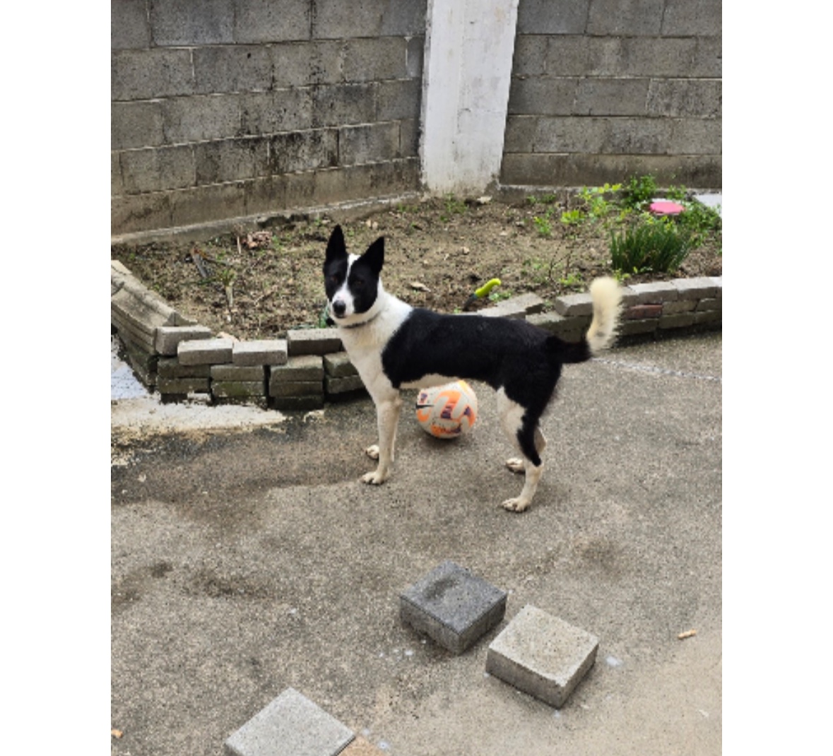 유기견보호센터 강아지보호소 고양이보호소 - 펫찾기 21번째 사진