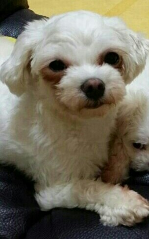 7월19일4시경 경북포항.상대시장근처(말티즈1년6개월)잃어버렸습니다. - 강아지 찾아요 - 유기견 보호 센터 - 이미지 1