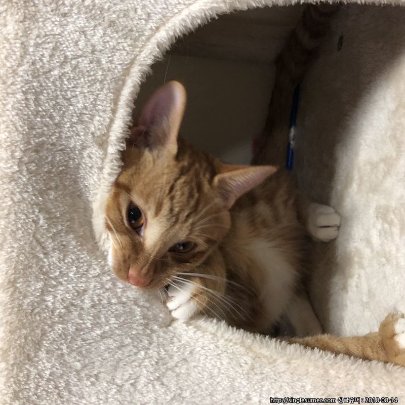 유기견보호센터 강아지보호소 고양이보호소 - 펫찾기 10번째 사진