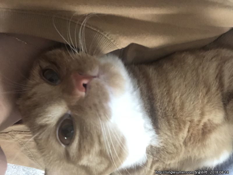 유기견보호센터 강아지보호소 고양이보호소 - 펫찾기 9번째 사진