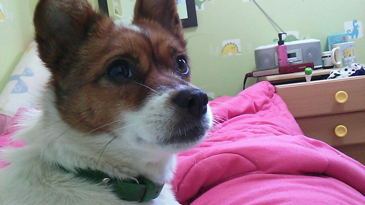 7월 20일 춘천에서 잃어버린 암컷 강아지 찾아요 - 강아지 찾아요 - 유기견 보호 센터 - 이미지 2