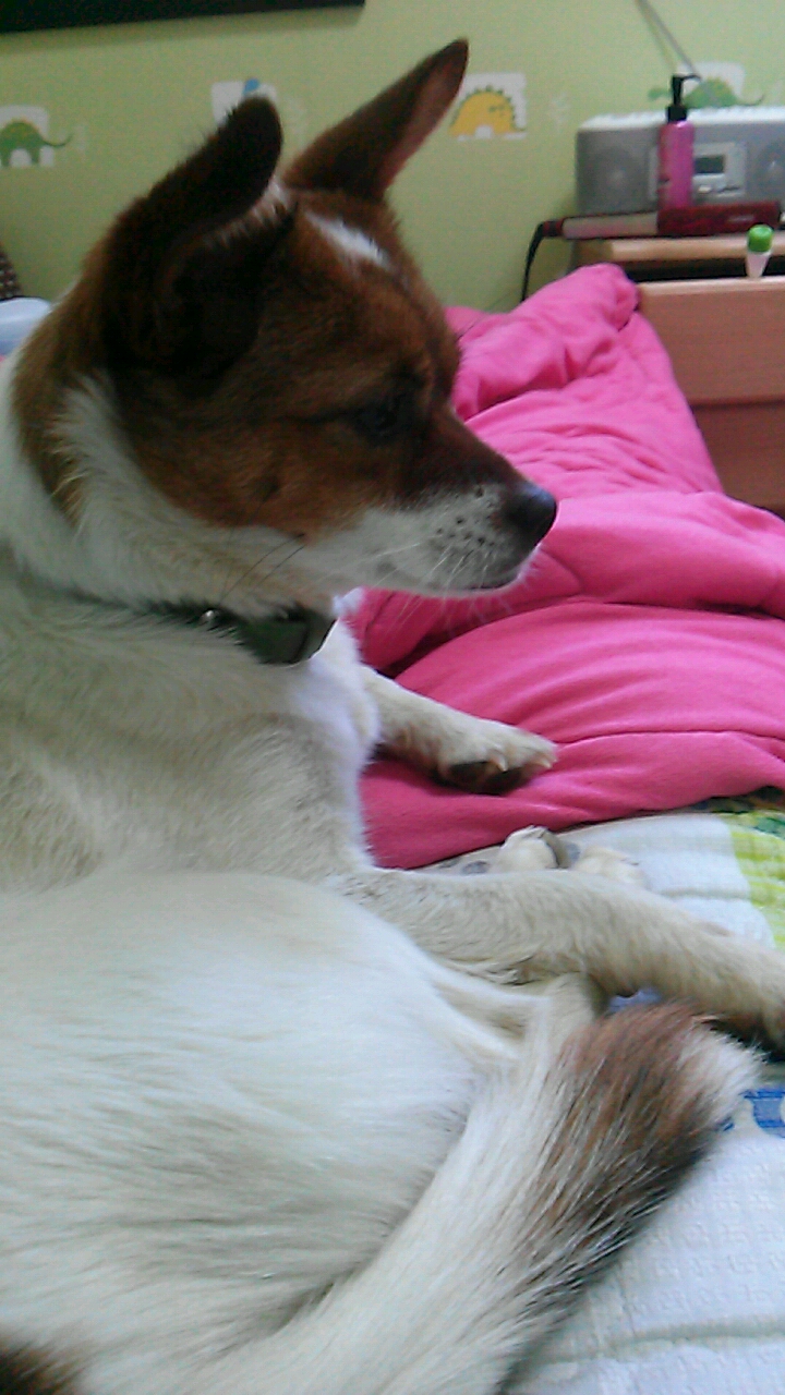 7월 20일 춘천에서 잃어버린 암컷 강아지 찾아요 - 강아지 찾아요 - 유기견 보호 센터 - 이미지 1