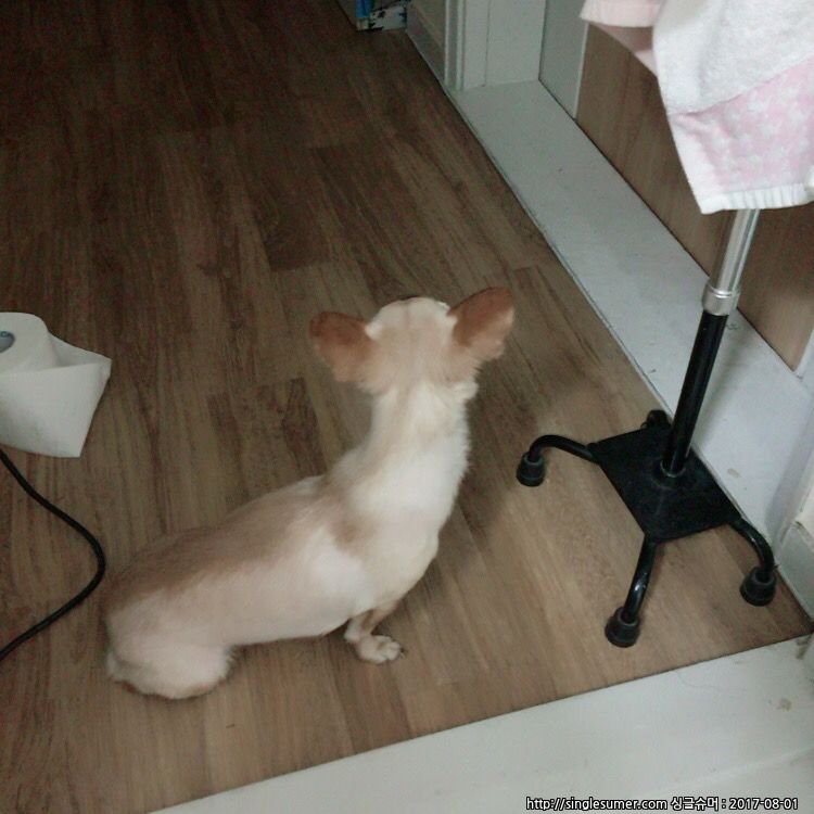 유기견보호센터 강아지보호소 고양이보호소 - 펫찾기 24번째 사진