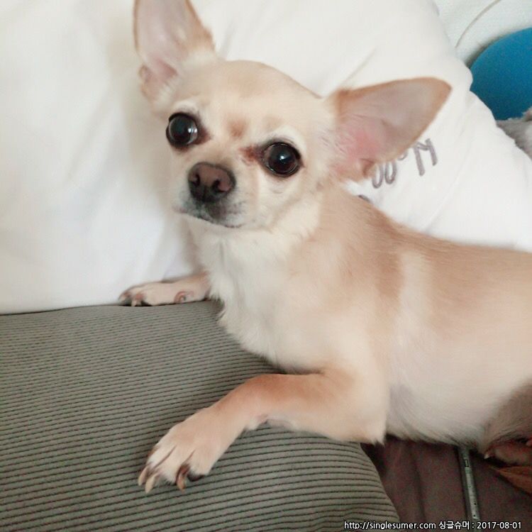 유기견보호센터 강아지보호소 고양이보호소 - 펫찾기 23번째 사진