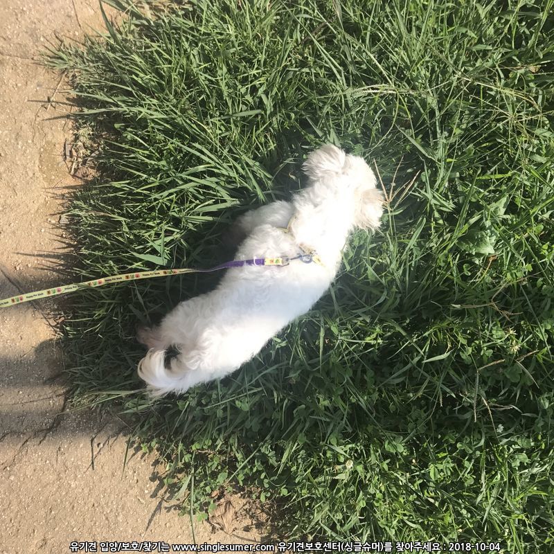 유기견보호센터 강아지보호소 고양이보호소 - 펫찾기 16번째 사진