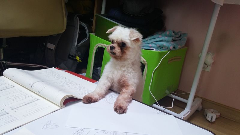 유기견보호센터 강아지보호소 고양이보호소 - 펫찾기 17번째 사진