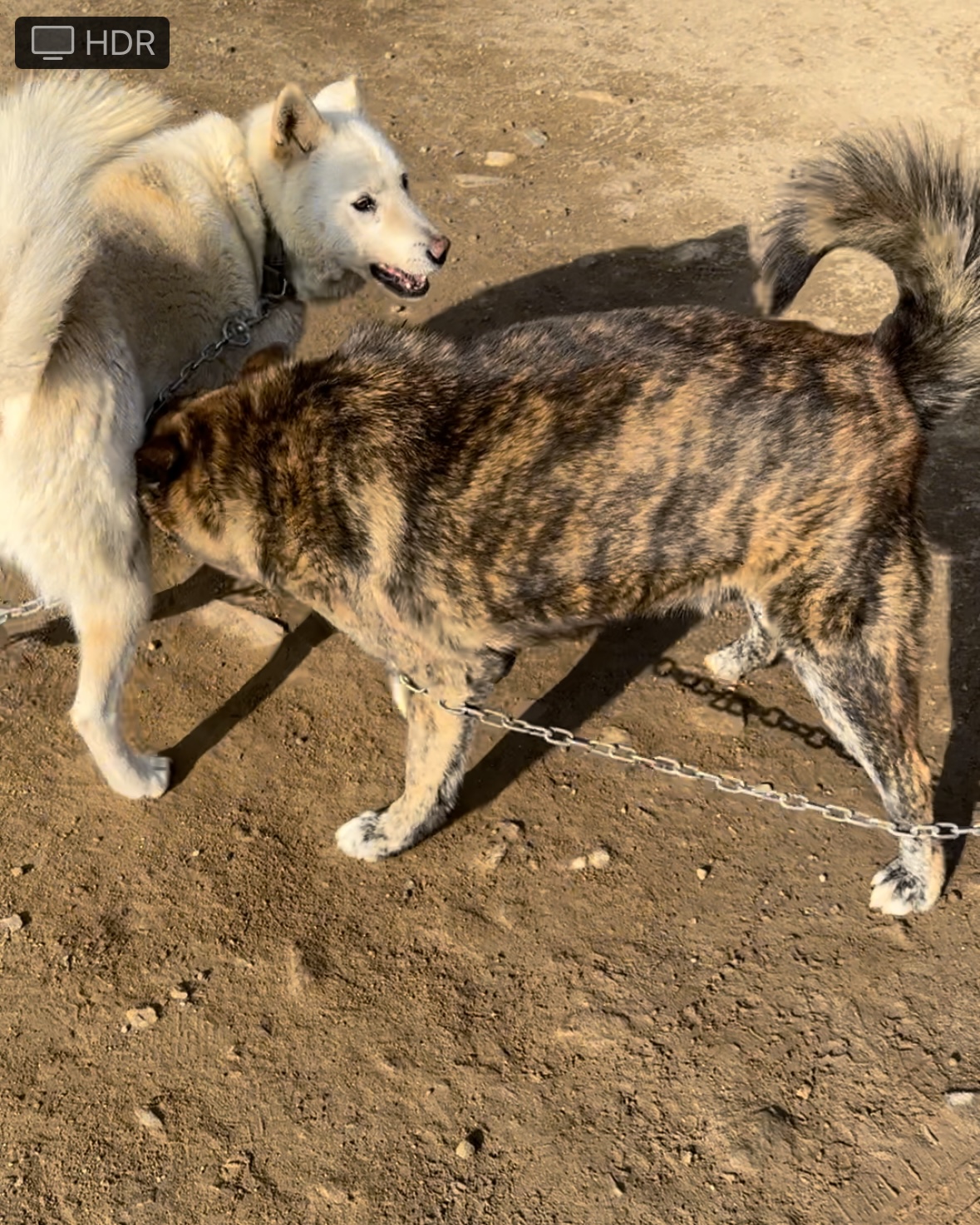 유기견보호센터 강아지보호소 고양이보호소 - 펫찾기 3번째 사진