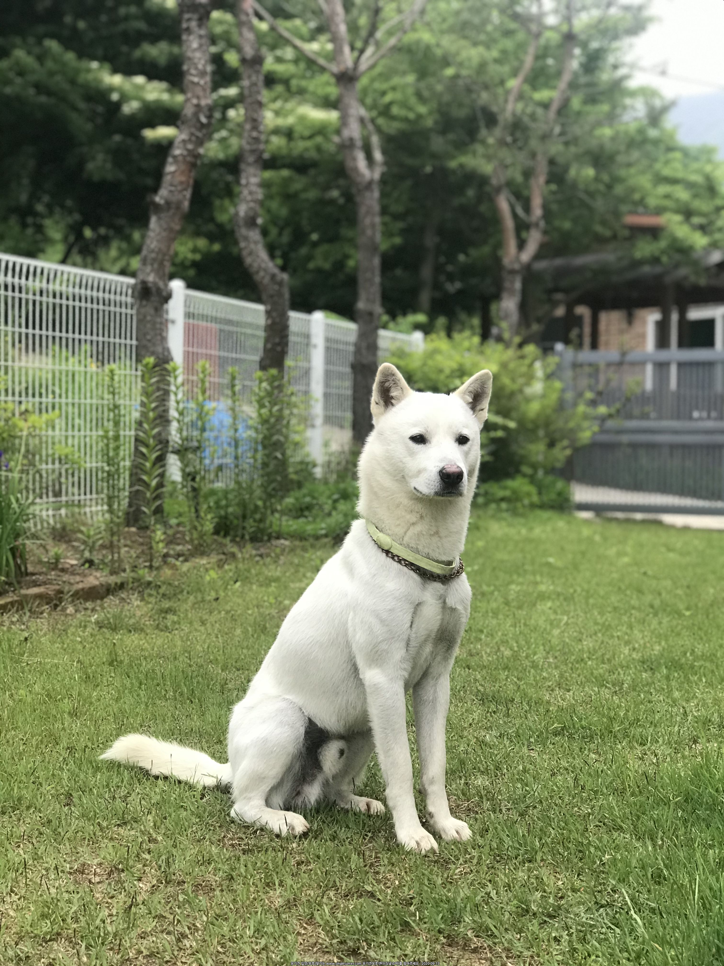 잃어버린진돗개 찾습니다