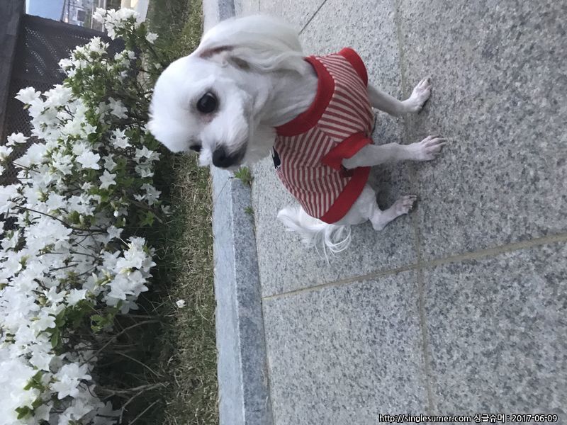 유기견보호센터 강아지보호소 고양이보호소 - 펫찾기 16번째 사진