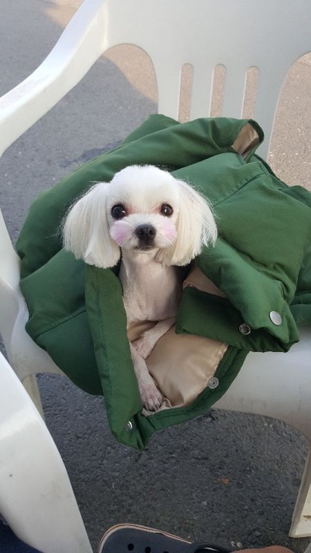 유기견보호센터 강아지보호소 고양이보호소 - 펫찾기 17번째 사진