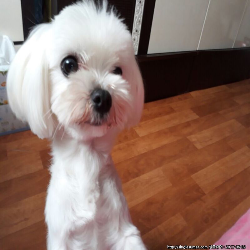 유기견보호센터 강아지보호소 고양이보호소 - 펫찾기 15번째 사진