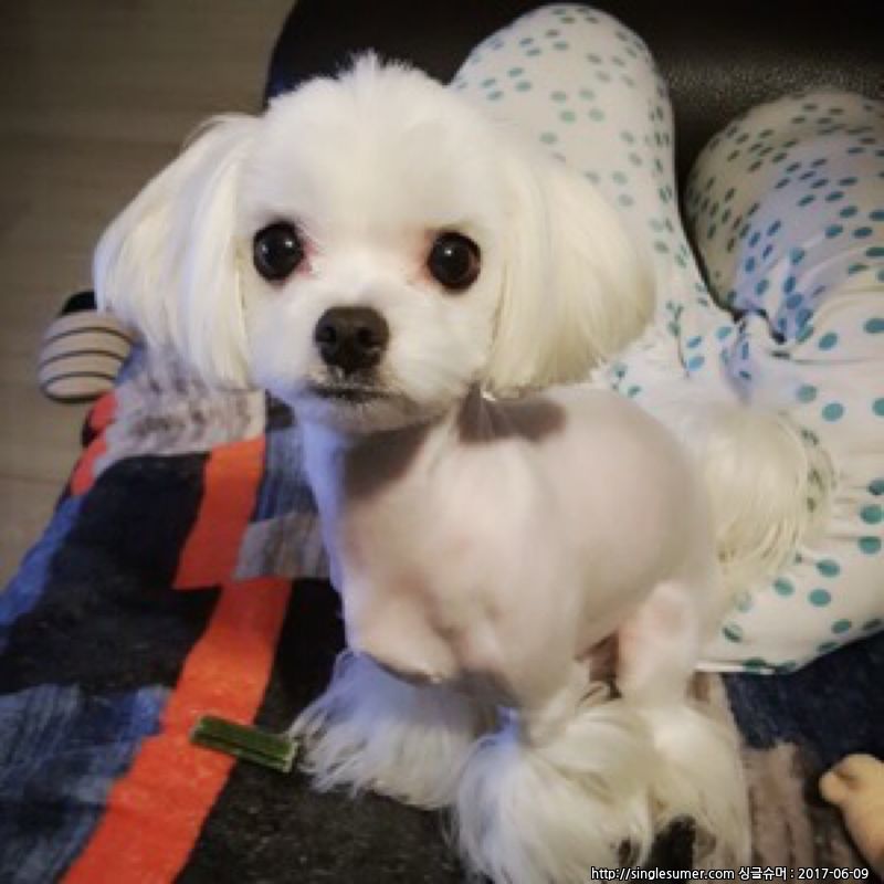 유기견보호센터 강아지보호소 고양이보호소 - 펫찾기 14번째 사진